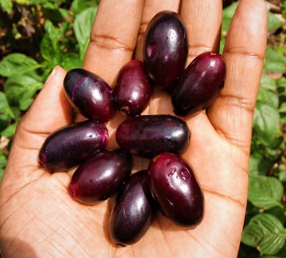 zambarau-jamun-fruit-jikoni-palatables